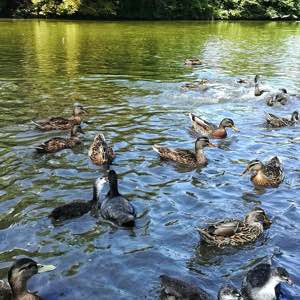 #duck #and #ducks #animals #nature #paris